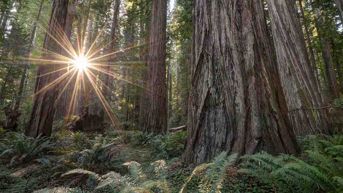 What makes California’s Redwood Coast so special? Maybe it’s the primeval wilderness that’s inspired legends from Paul Bunyan to Big...